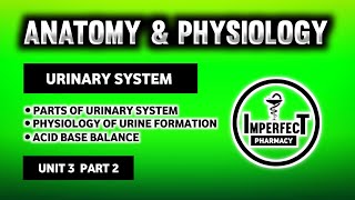 Urinary System  Physiology Of Urine Formation  RAS  Acid Base Balance  Mictirutional Reflex [upl. by Morrie251]