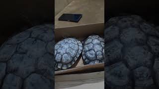 Monster red eared slider turtle 🐢 le liye turtle breeding pair shortvideo shorts short turtle [upl. by Refinney]