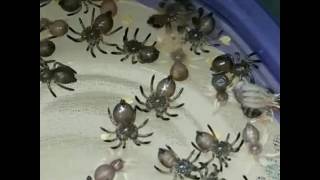 Baby tarantulas molting timelapse [upl. by Enyaht760]