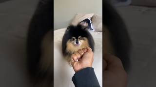 Cute dog reaction To Owner Giving The Finger 🙈 shorts dog [upl. by Annoit]