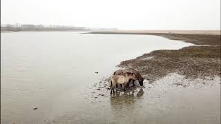 Drone beelden Oostvaardersplassen 14012018 [upl. by Ralina]