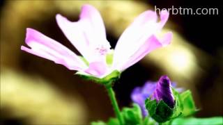 Mallow flower tea  HERBTMCOM [upl. by Karwan214]