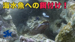 釣魚飼育6 水槽にいる魚たちへの餌付け！根魚たちが餌をパクパク！ [upl. by Irisa771]