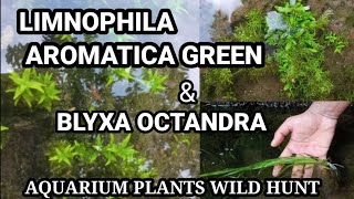 LIMNOPHILA AROMATICA GREEN AND BLYXA OCTANDRA WILD HUNT AQUARIUMPLANTS AQUASCAPING LOWTECHPLANT [upl. by Htinek]