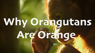 Today I Learned  Why Orangutans Are Orange [upl. by Phillida]