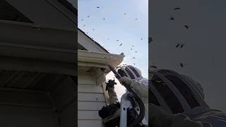 HORNET Nest Removal INFESTATION above soffit  Wasp Nest Removal fyp viralvideo hornetking [upl. by Woods894]