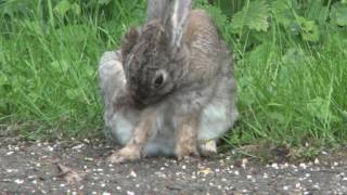 Wildkaninchen  Oryctolagus cuniculus  European rabbit  Lapin de garenne Lapin commun [upl. by Zennas618]