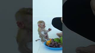 Baby Monkey Eat Mix Fresh Fruit [upl. by Jorin]