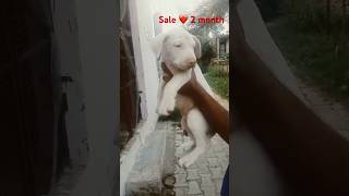 Gultair puppy sale shortvideo sale doglover ❣️ [upl. by Ayotel848]