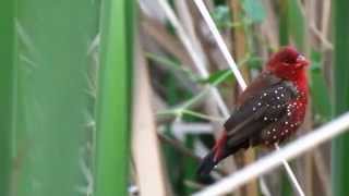 The Strawberry Finch or Red Avadavat Amandava amandava  Part 2 [upl. by Enined]