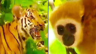 Ozzy Man Reviews Gibbon vs Tigers [upl. by Einaled]