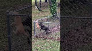 Dog keeps cat contained in the yard 🤣 🎥 ViralHog [upl. by Froehlich]