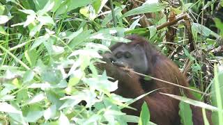 Male Orangutan Danum Valley Conservation Area MVI 3256 [upl. by Jotham]