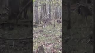 Ole nanny down deer deerhunting [upl. by Ikir695]