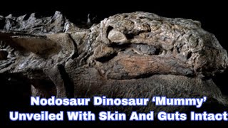 Nodosaur Dinosaur ‘Mummy’ Unveiled With Skin And Guts Intact [upl. by Nabru537]