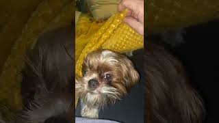 Shih tzu biting under the blanket 😁 [upl. by Nrehtac]