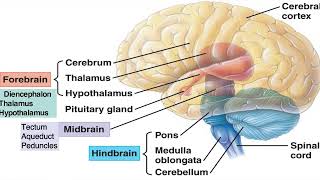 Nervous System Part  2  Brain  Parts of Brain  Cerebrum  Diencephalon  Brainstem  Cerebellum [upl. by Enyad]