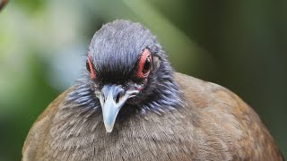 West Mexican Chachalaca [upl. by Niwre76]