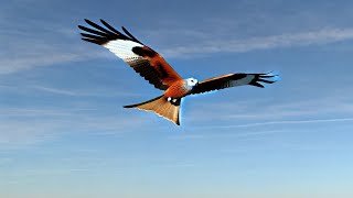 Red Kites flying over Wellesbourne Airfield [upl. by Palladin]