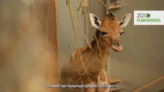 Groot kleintje op de wereld gezet babygiraf geboren in ZOO Planckendael [upl. by Cindy315]