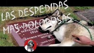 Las Despedidas más dolorosas y desgarradores de animales Las mejores de Oscar Jack [upl. by Atinaj]