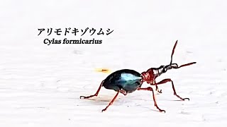 沖縄のゾウムシ アリモドキゾウムシ キレイだけど紅芋の害虫ですよ～ Cylas formicarius 象鼻虫 weevils insects [upl. by Adiaz]