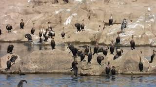 Cormorants at Conowingo Dam [upl. by Willette235]