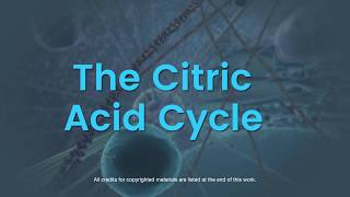 Overview of the citric acid cycle [upl. by Morrissey999]