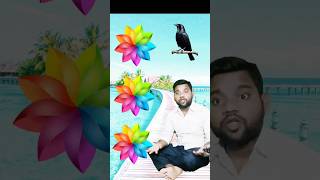 Crow Pigeon Parrot and Peacock shorts trending funny vfxshorts viralvideo viral [upl. by Euqimod]