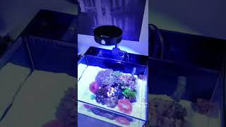 Pico Reef Tank On My Desk aquariums customaquarium marineaquarium saltwateraquarium [upl. by Wilda]