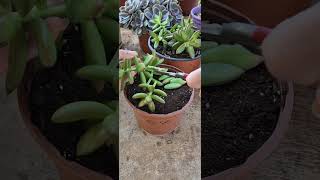 How to propagation sedum adolphii  succulents [upl. by Edasalof]