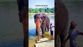 Lakshmi 🐘 lakshmi elephant hampi [upl. by Adeuga]