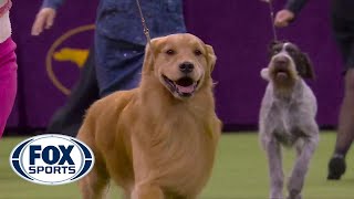 Daniel the golden retriever wins Sporting Group at 2020 Westminster Dog Show  FOX SPORTS [upl. by Zavala]