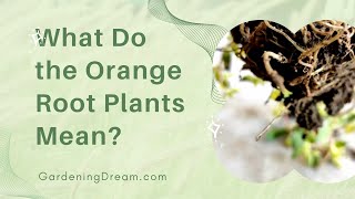 What Do the Orange Root Plants Mean [upl. by Pears167]