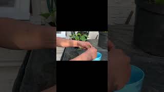 how to grow geraniums from cuttings [upl. by Noside]