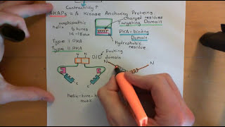 Cyclic AMP Signalling Part 9 [upl. by Veronique944]