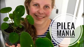 🌱🌿☘️ De Pilea peperomioides Pannenkoekenplant stekken 🌱🌿☘️ [upl. by Frierson171]