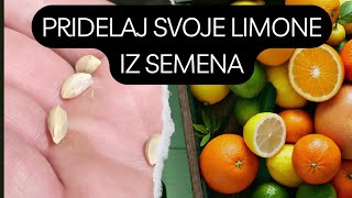 Vzgojil Sem Citruse iz Semena [upl. by Pelson]