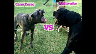 Cane Corso vs Rottweiler  fight to the death [upl. by Gula56]