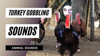 Turkey Gobbling Sounds  the animal sounds turkey gobbling loud  sound effect  animation [upl. by Merla]