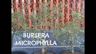 BURSERA MICROPHYLLA INSIGHT CACTO13 [upl. by Synned]