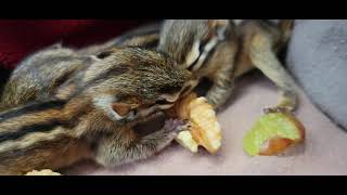 Baby Chipmunks Chomping on a Walnut [upl. by Niffirg]