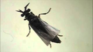 HostParasitoid Associations in Strepsiptera Supplemental Video 6 [upl. by Rbma]