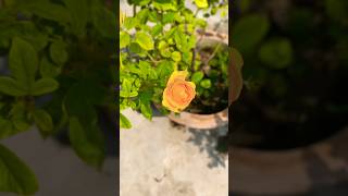 How to get flowers from rose plant 💐🌷youtubeshorts treanding youtubeviral roseplant [upl. by Esdras]