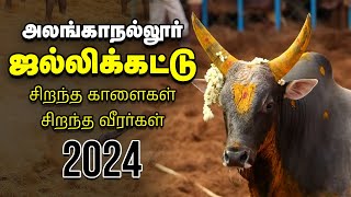 Jallikattu 2024 quotசுத்துப்போட்டா சிக்கியிருவோமாquot  அனல் பறக்கும் அலங்காநல்லூர் ஜல்லிக்கட்டு [upl. by Mccully473]