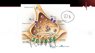 Neurons Part 5  Benzodiazepine and Novocain Mechanisms and side effects Myelin Sheath Function [upl. by Levania682]