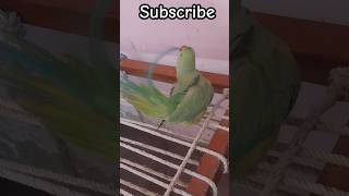 Parrot playing with his feathers funnyshort cutebird pet [upl. by Ornie]