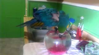 Macaw taking a bath in a betta bowl [upl. by Turino353]