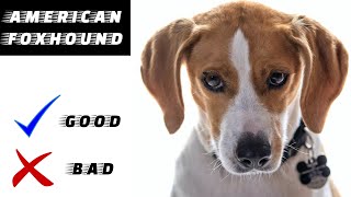 American Foxhound Pros And Cons  The Good And The Bad [upl. by Atenek]