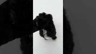 Small Medium Size Australian Labradoodle Puppy [upl. by Dorrahs]